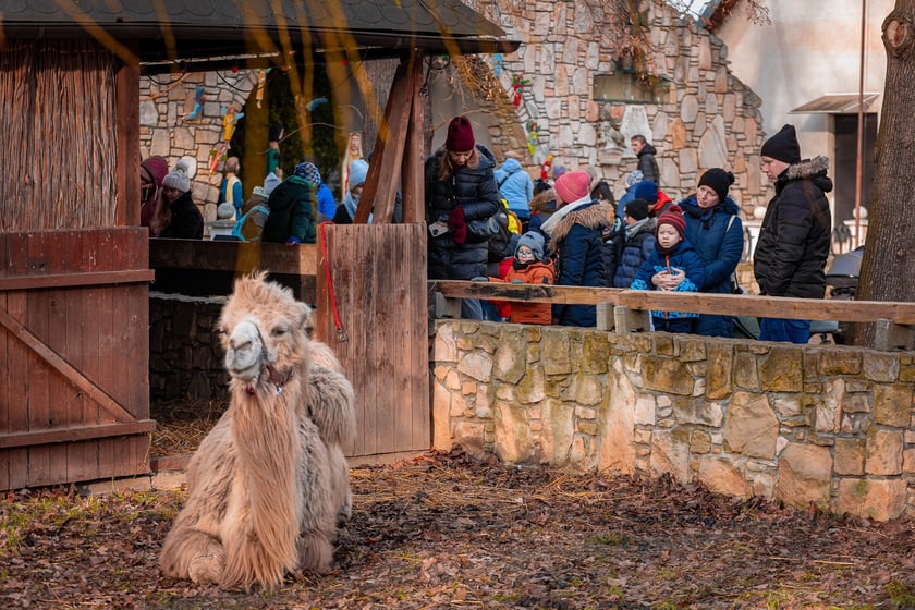Żywa szopka przy kościele NMP Matki Pocieszenia przy ulicy Wittiga