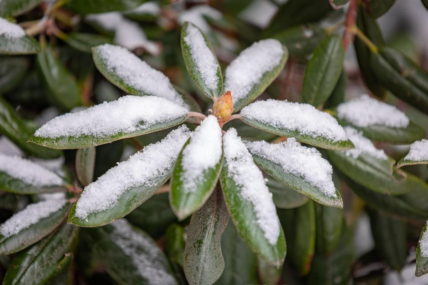 Ogród botaniczny zimą jest piękny. Na zewnątrz śnieg, a w szklarniach przenosimy się do innej strefy klimatycznej