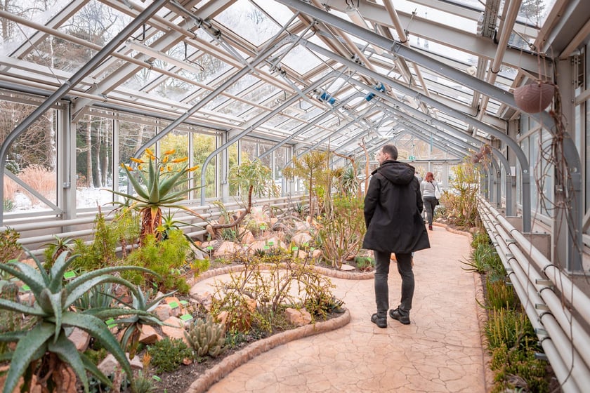 Ogród botaniczny zimą jest piękny. Na zewnątrz śnieg, a w szklarniach przenosimy się do innej strefy klimatycznej