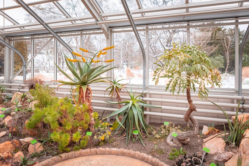 Ogród botaniczny zimą jest piękny. Na zewnątrz śnieg, a w szklarniach przenosimy się do innej strefy klimatycznej