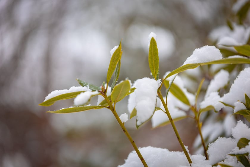 Ogród botaniczny zimą jest piękny. Na zewnątrz śnieg, a w szklarniach przenosimy się do innej strefy klimatycznej