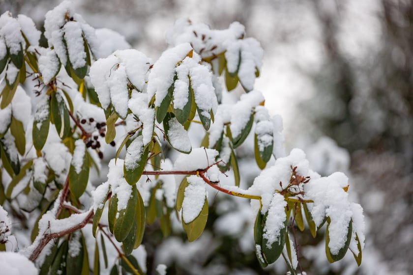 Ogród botaniczny zimą jest piękny. Na zewnątrz śnieg, a w szklarniach przenosimy się do innej strefy klimatycznej