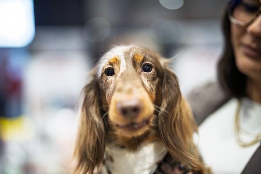 Uczestnicy Targów PupiLove w Pasażu Grunwaldzkim