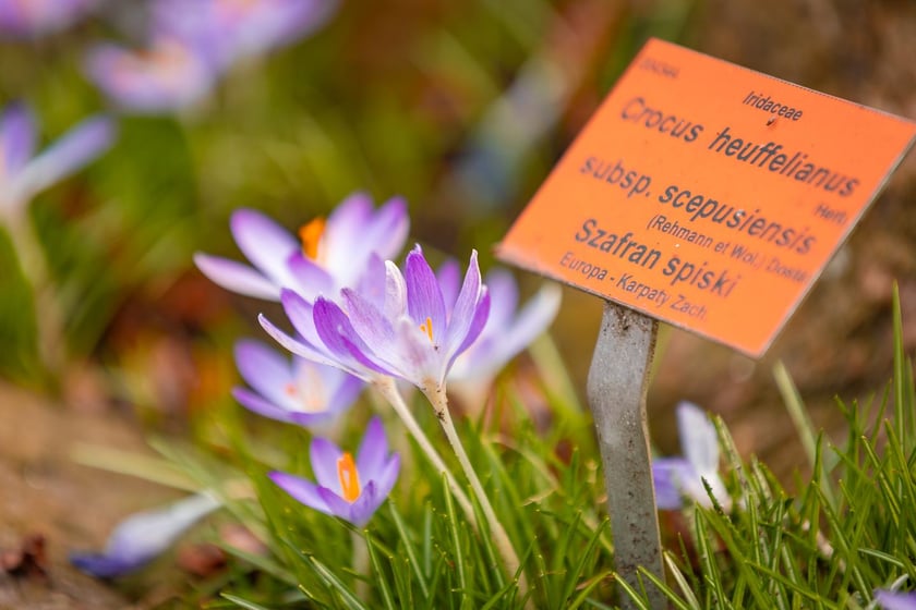 Ogr&oacute;d Botaniczny się zazielenia