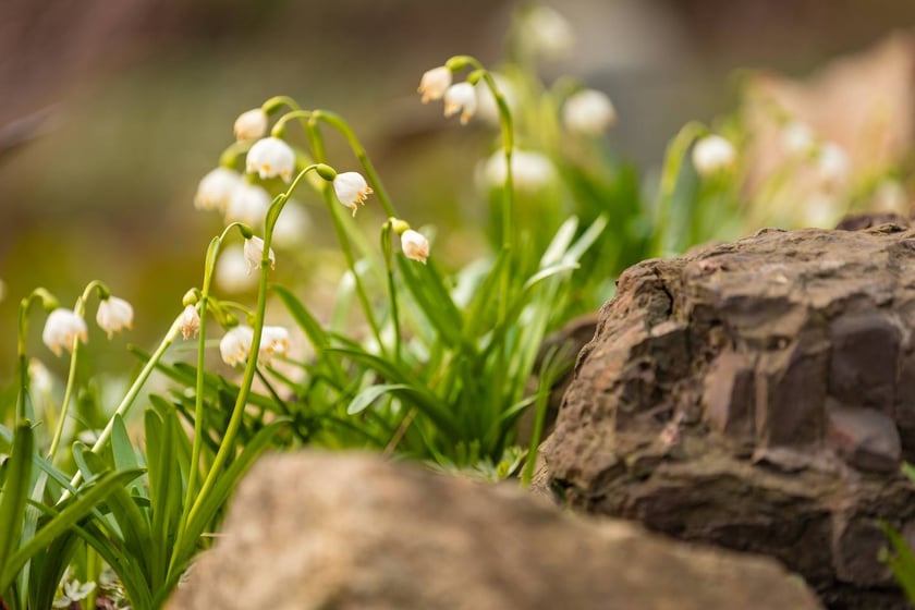 Ogr&oacute;d Botaniczny się zazielenia