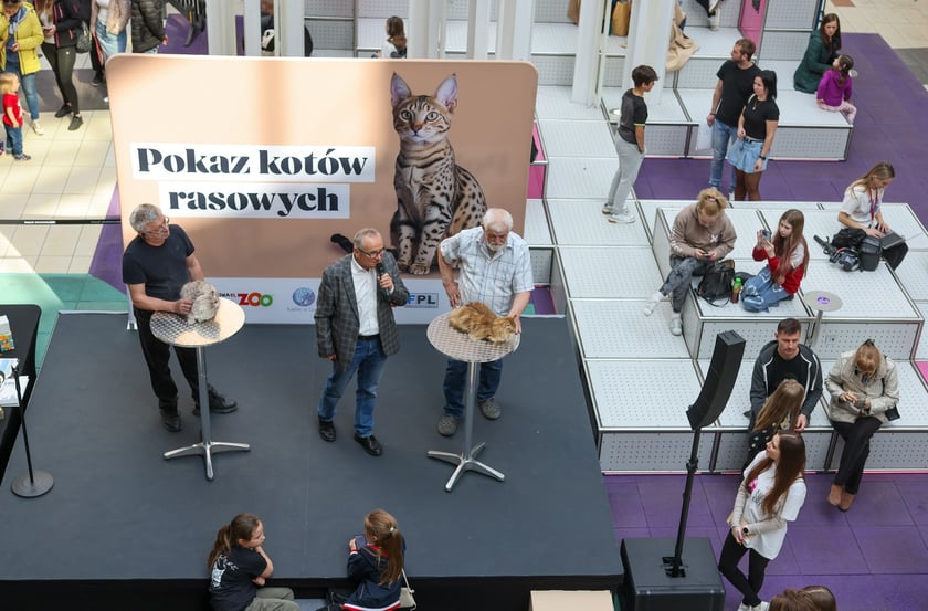 Pokaz Kotów Rasowych we Wrocławiu
