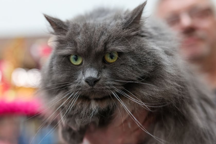 Pokaz Kotów Rasowych we Wrocławiu