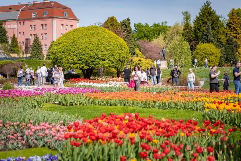 W Ogrodzie Botanicznym UWr 21 kwietnia 2025 roku