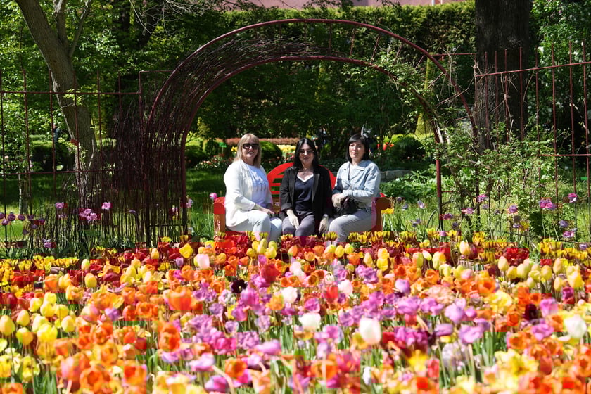 Festiwal tulipanów w Ogrodzie Botanicznym - 26.04.2025