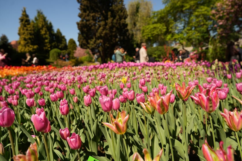 Festiwal tulipanów w Ogrodzie Botanicznym - 26.04.2025