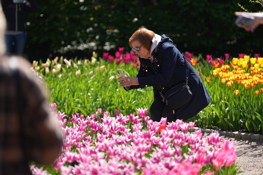 Festiwal tulipanów w Ogrodzie Botanicznym - 26.04.2025