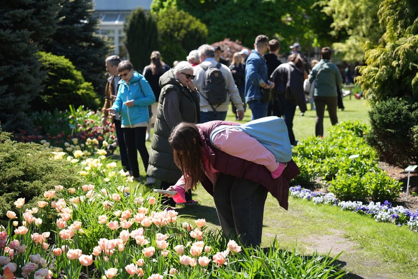 Festiwal tulipanów w Ogrodzie Botanicznym - 26.04.2025
