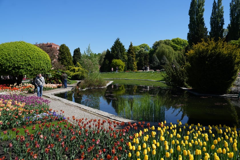 Festiwal tulipanów w Ogrodzie Botanicznym - 26.04.2025