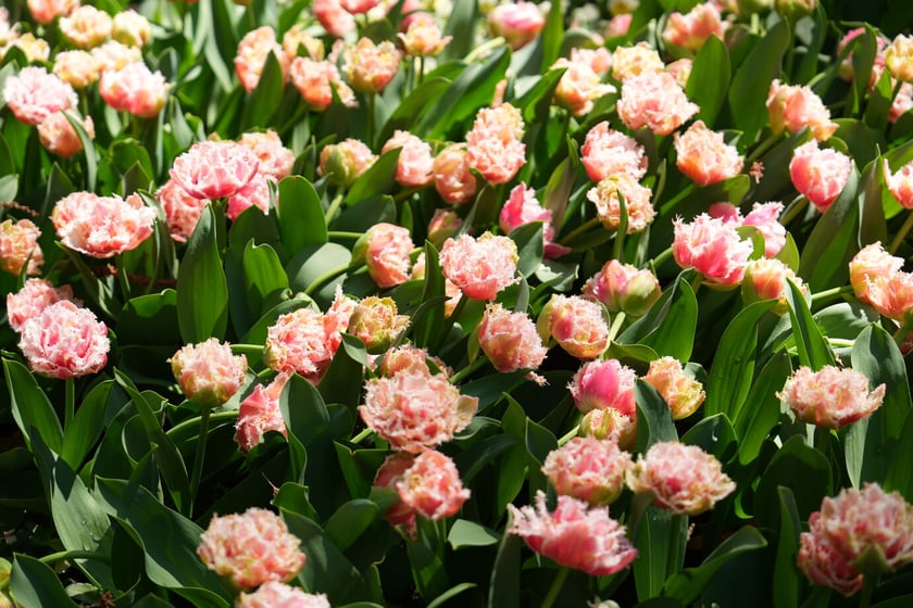 Festiwal tulipanów w Ogrodzie Botanicznym - 26.04.2025