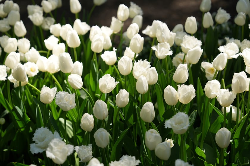 Festiwal tulipanów w Ogrodzie Botanicznym - 26.04.2025