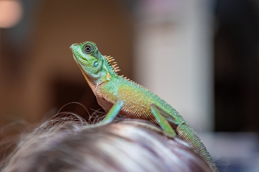 Targi Exoticarium w budynku NOT (4 maja 2025)