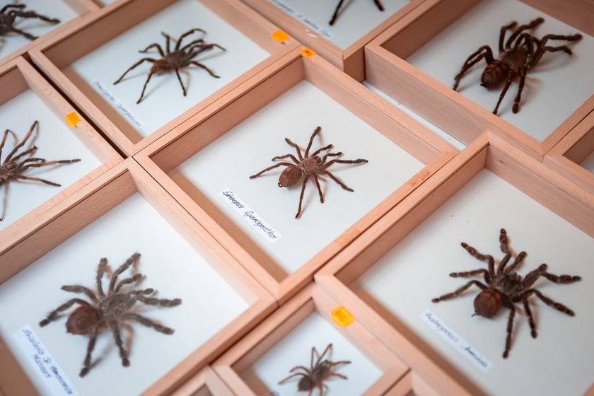Targi Exoticarium w budynku NOT (4 maja 2025)