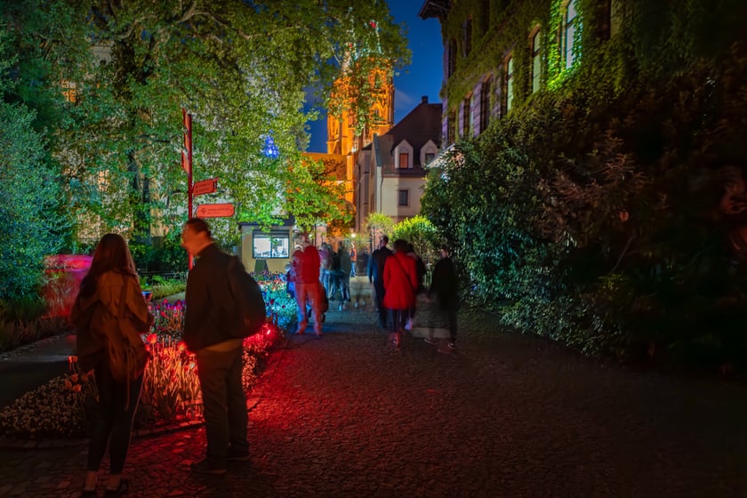 Iluminacje tulipan&oacute;w 2 Ogrodzie Botanicznym 2025