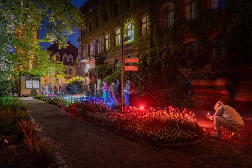 Iluminacje tulipan&oacute;w 2 Ogrodzie Botanicznym 2025