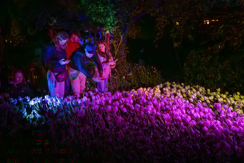 Iluminacje tulipan&oacute;w 2 Ogrodzie Botanicznym 2025