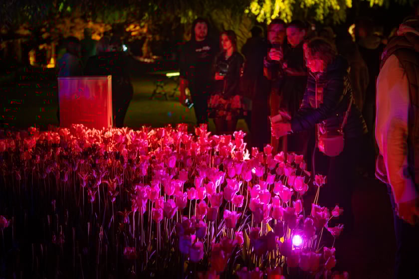 Iluminacje tulipan&oacute;w 2 Ogrodzie Botanicznym 2025