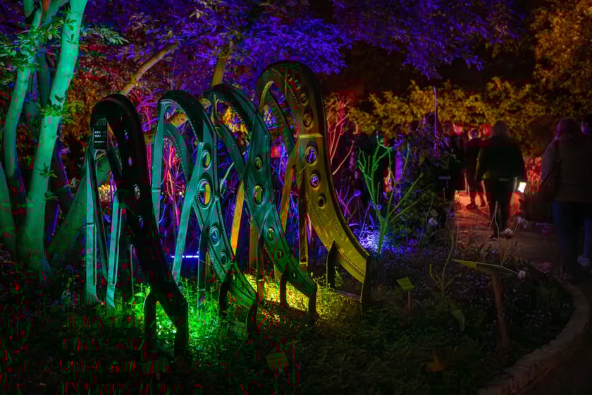 Iluminacje tulipan&oacute;w 2 Ogrodzie Botanicznym 2025