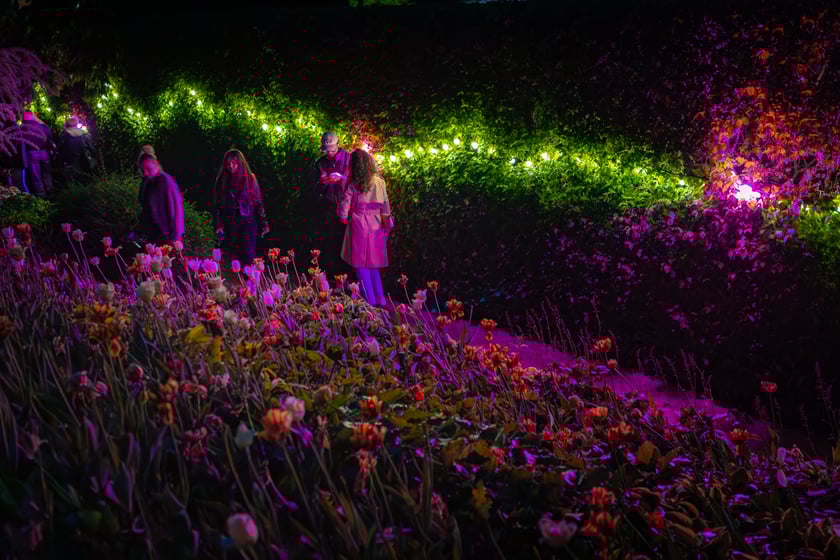 Iluminacje tulipan&oacute;w 2 Ogrodzie Botanicznym 2025