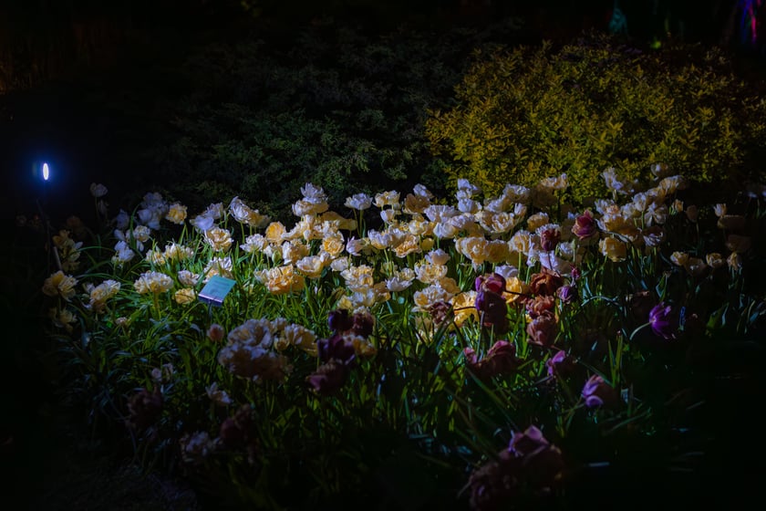 Iluminacje tulipan&oacute;w 2 Ogrodzie Botanicznym 2025