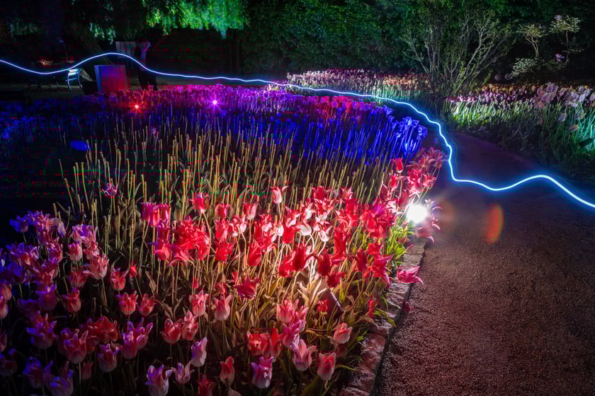 Iluminacje tulipan&oacute;w 2 Ogrodzie Botanicznym 2025