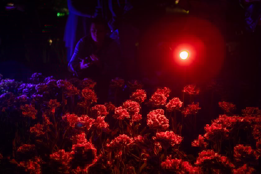 Iluminacje tulipan&oacute;w 2 Ogrodzie Botanicznym 2025