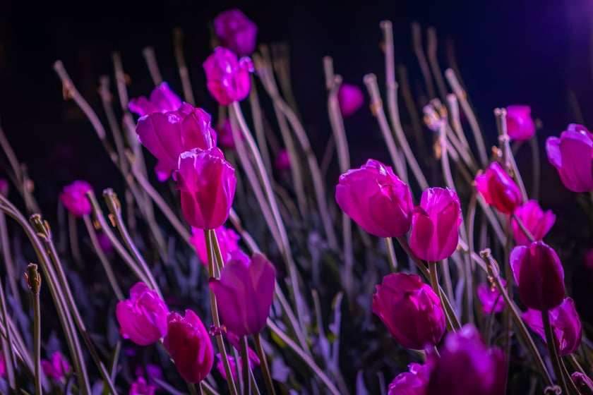 Iluminacje tulipan&oacute;w 2 Ogrodzie Botanicznym 2025
