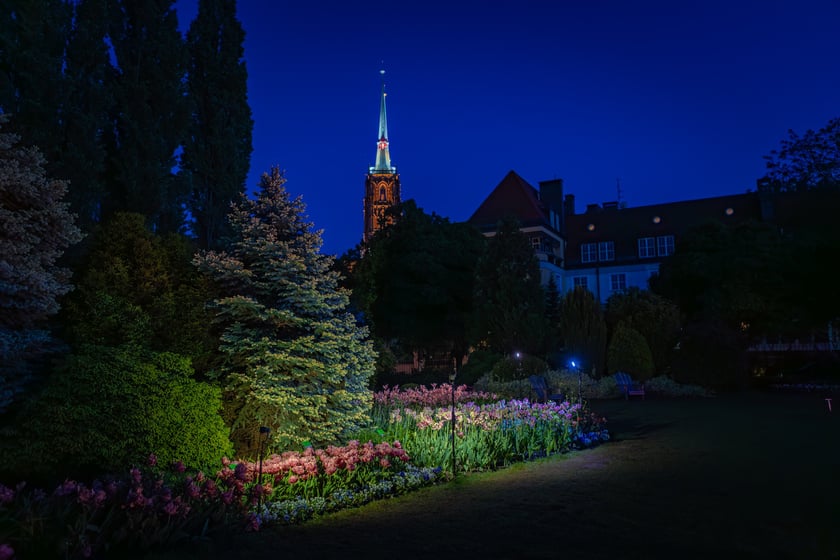 Iluminacje tulipan&oacute;w 2 Ogrodzie Botanicznym 2025