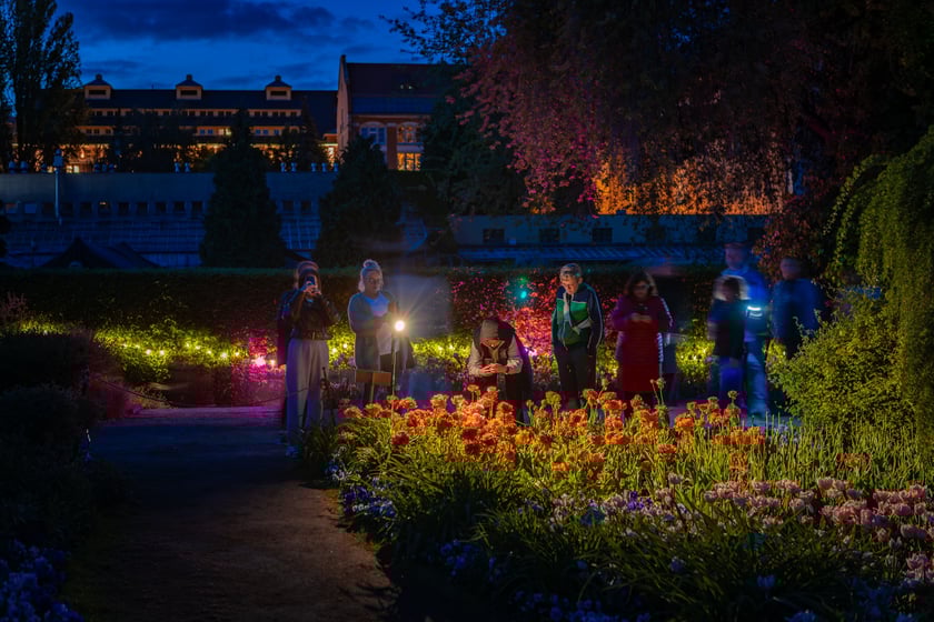 Iluminacje tulipan&oacute;w 2 Ogrodzie Botanicznym 2025