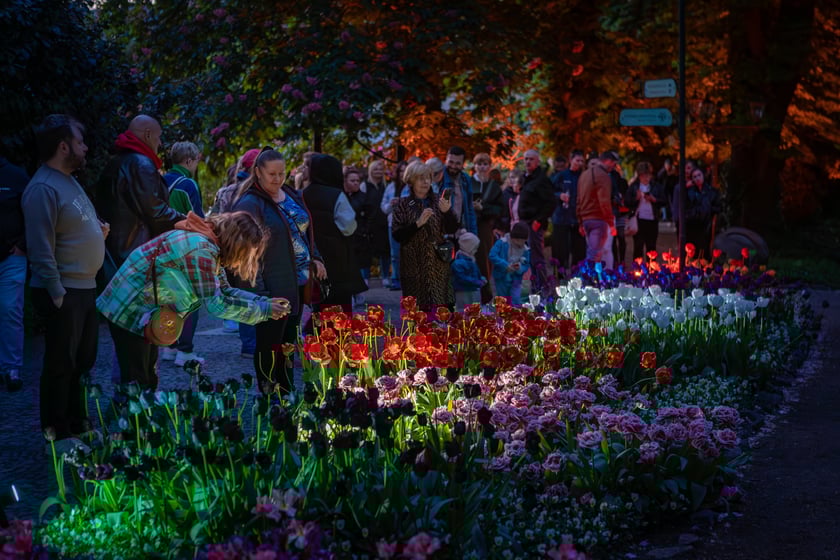Iluminacje tulipan&oacute;w 2 Ogrodzie Botanicznym 2025