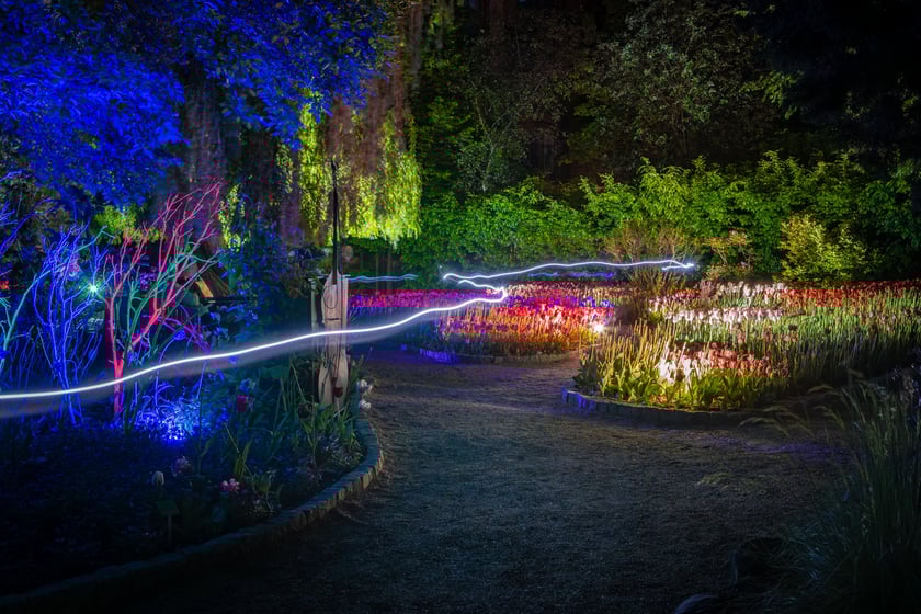Iluminacje tulipan&oacute;w 2 Ogrodzie Botanicznym 2025