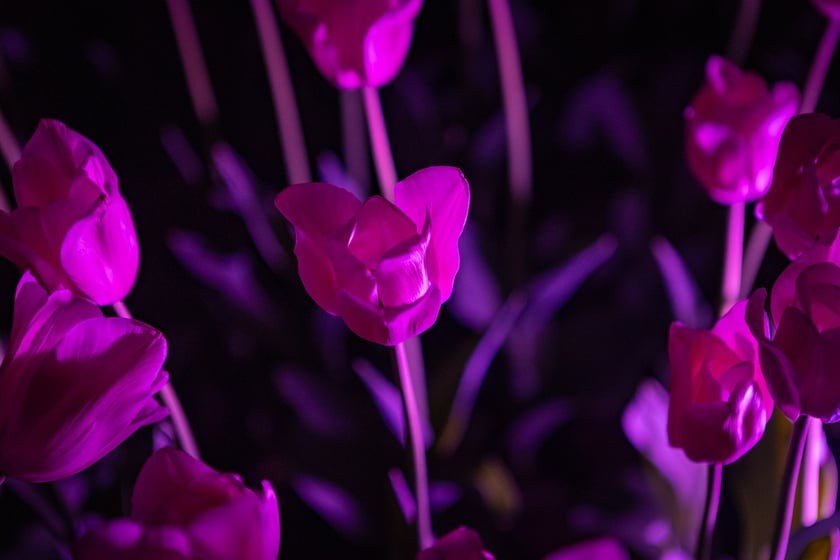 Iluminacje tulipan&oacute;w 2 Ogrodzie Botanicznym 2025