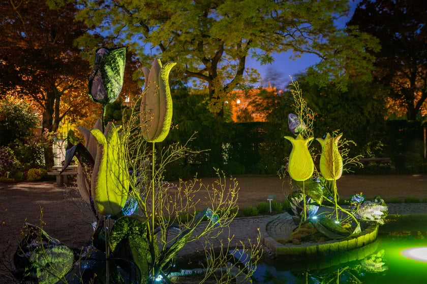 Iluminacje tulipan&oacute;w 2 Ogrodzie Botanicznym 2025