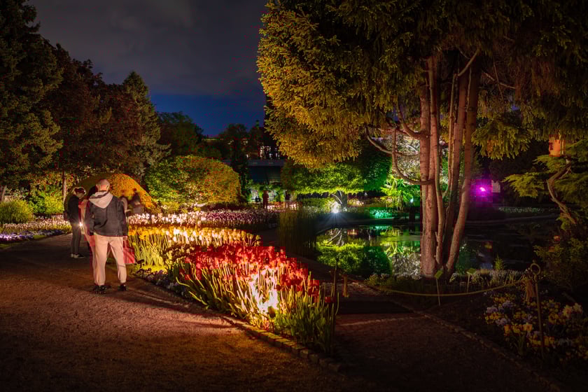 Iluminacje tulipan&oacute;w 2 Ogrodzie Botanicznym 2025
