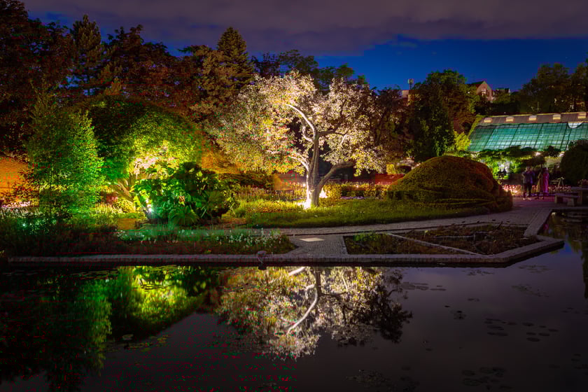Iluminacje tulipan&oacute;w 2 Ogrodzie Botanicznym 2025