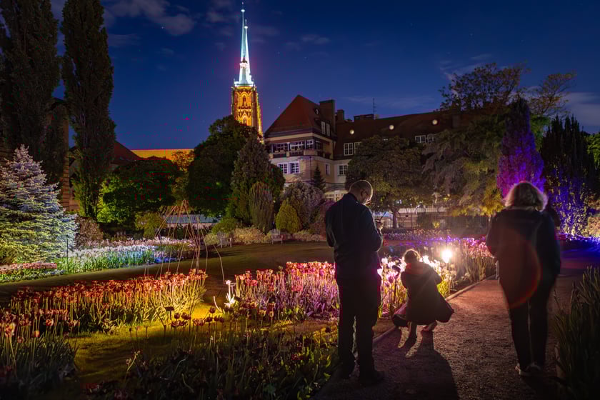 Iluminacje tulipan&oacute;w 2 Ogrodzie Botanicznym 2025