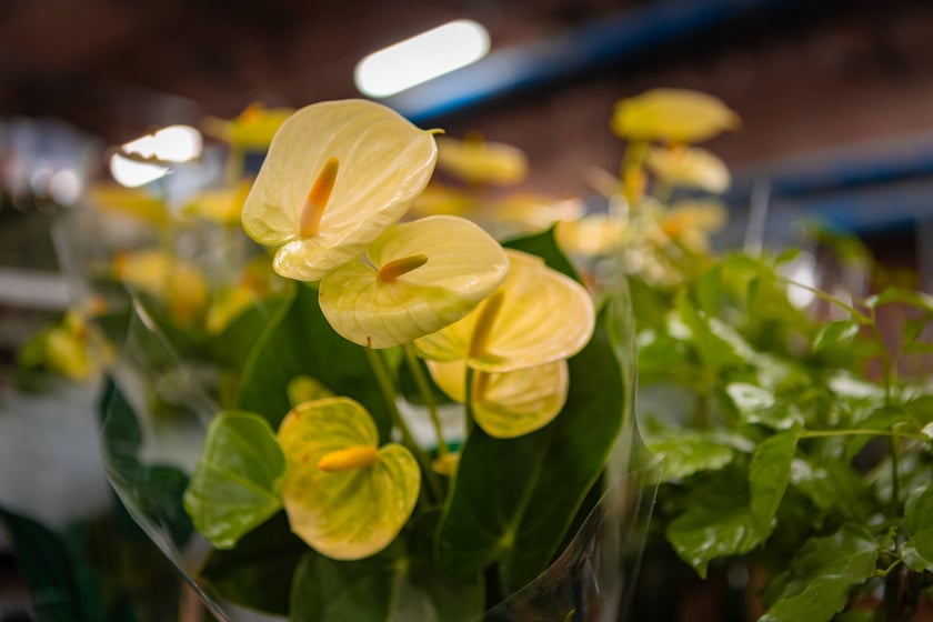 Festiwal Roślin w Czasoprzestrzeni we Wrocławiu