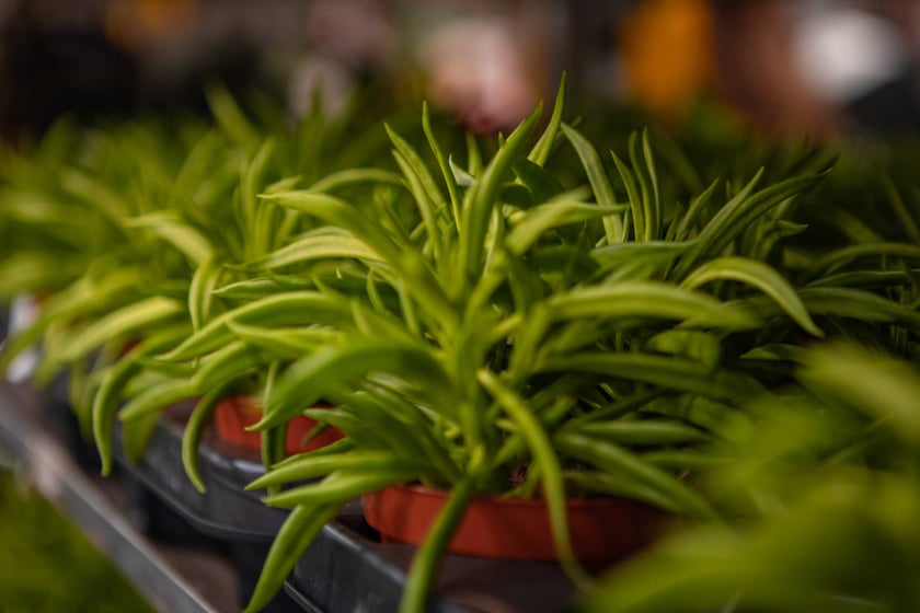 Festiwal Roślin w Czasoprzestrzeni we Wrocławiu