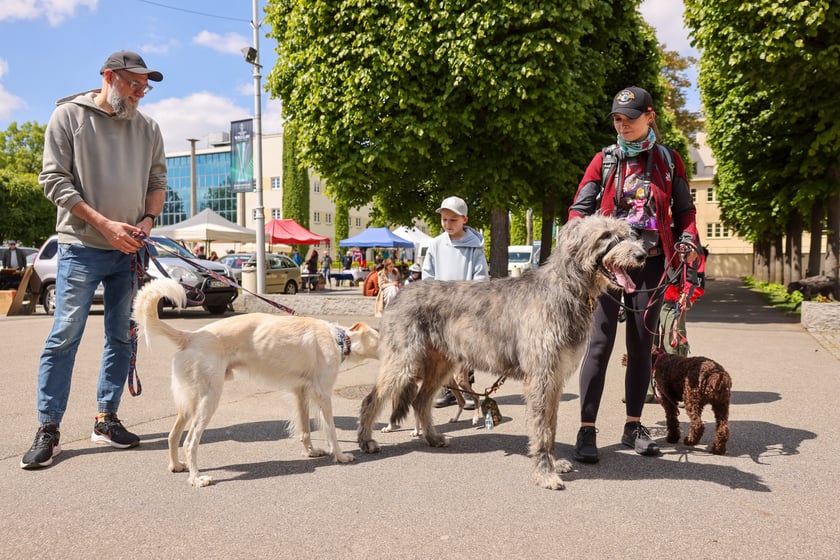 Wrocławski Charytatywny Spacer z Chartami we Wrocławiu z okazji Wiosennego Dnia Charta