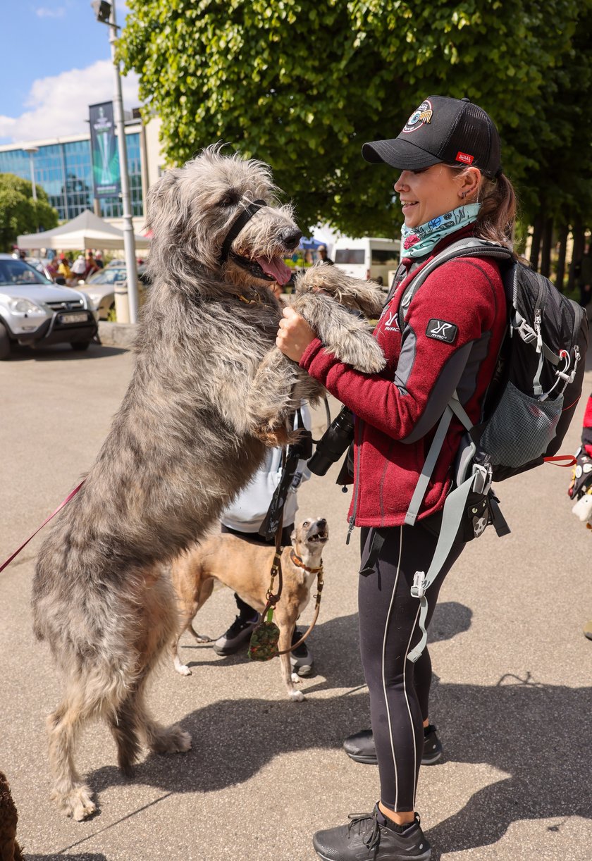 Wrocławski Charytatywny Spacer z Chartami we Wrocławiu z okazji Wiosennego Dnia Charta