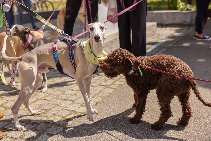 Wrocławski Charytatywny Spacer z Chartami we Wrocławiu z okazji Wiosennego Dnia Charta