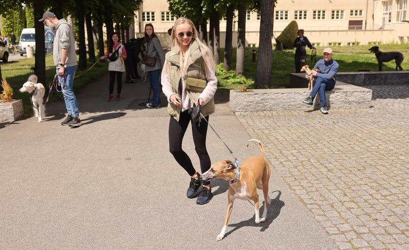 Wrocławski Charytatywny Spacer z Chartami we Wrocławiu z okazji Wiosennego Dnia Charta