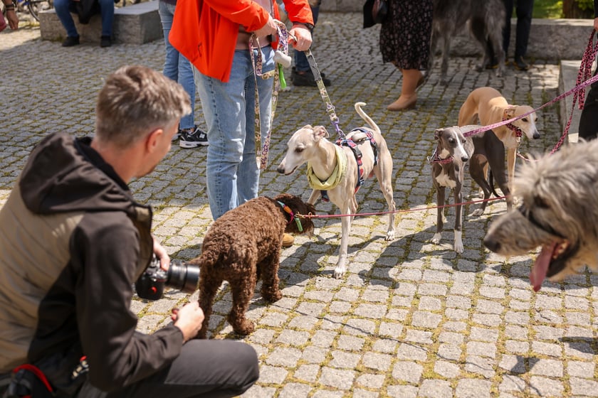 Wrocławski Charytatywny Spacer z Chartami we Wrocławiu z okazji Wiosennego Dnia Charta