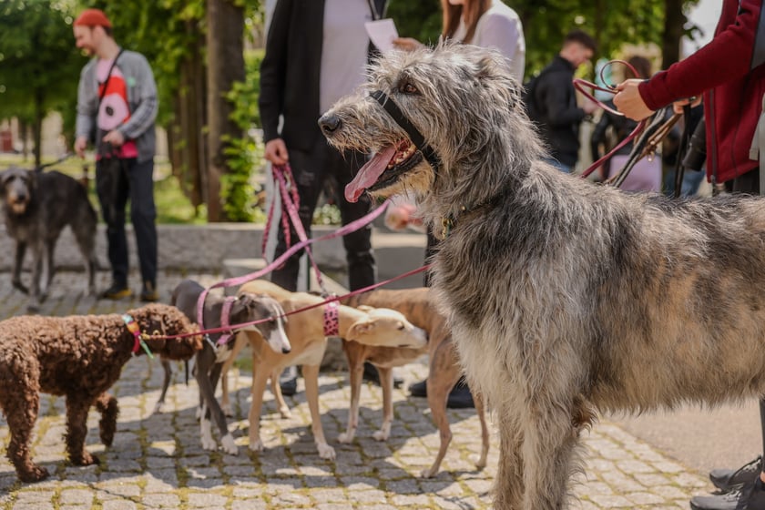 Wrocławski Charytatywny Spacer z Chartami we Wrocławiu z okazji Wiosennego Dnia Charta