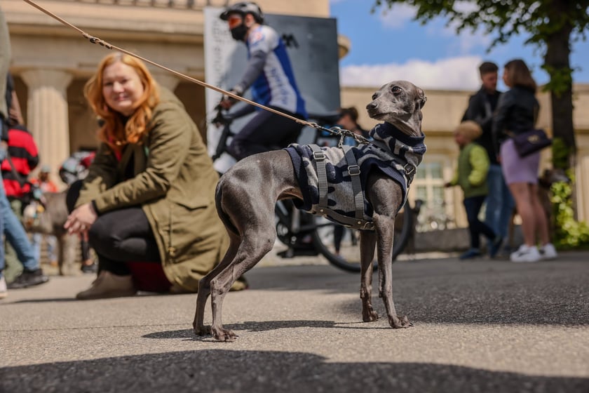 Wrocławski Charytatywny Spacer z Chartami we Wrocławiu z okazji Wiosennego Dnia Charta