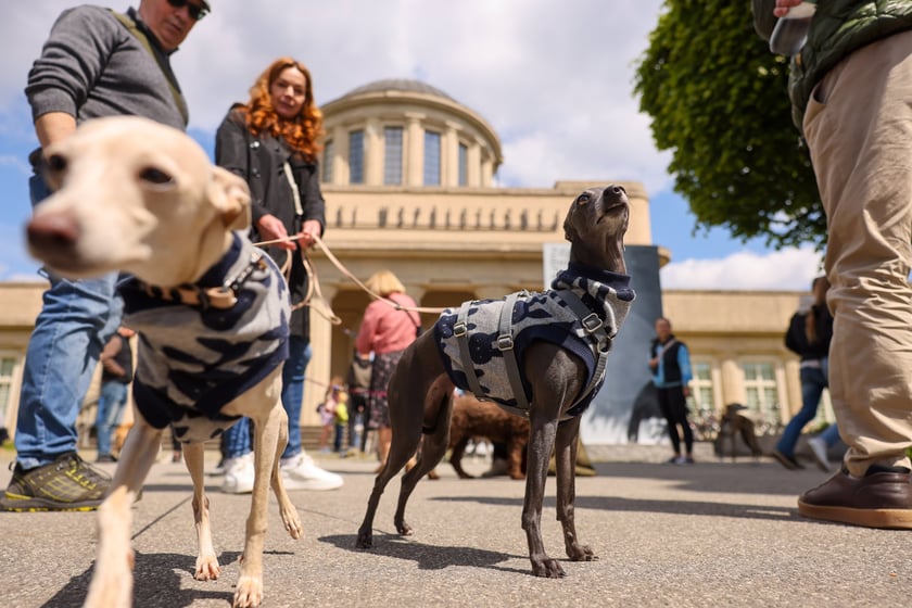 Wrocławski Charytatywny Spacer z Chartami we Wrocławiu z okazji Wiosennego Dnia Charta